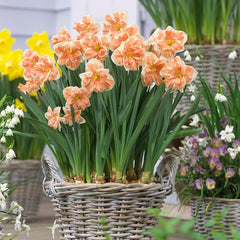 Apricot Whirl Butterfly Daffodil Narcissus Bulbs Blooms Species Growing Bonsai Roots Rhizomes Corms Tubers Potted Planting Reblooming Fragrant Garden Flower Seeds Plant