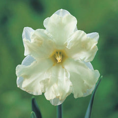 Cassata Daffodil Narcissus Bulbs Blooms Species Growing Bonsai Roots Rhizomes Corms Tubers Potted Planting Reblooming Fragrant Garden Flower Seeds Plant
