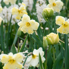 Cassata Daffodil Narcissus Bulbs Blooms Species Growing Bonsai Roots Rhizomes Corms Tubers Potted Planting Reblooming Fragrant Garden Flower Seeds Plant