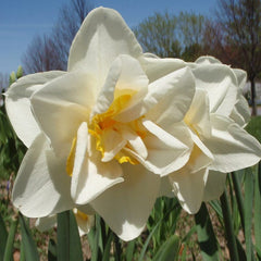 Cheerfulness Double Daffodil Narcissus Bulbs Blooms Species Growing Bonsai Roots Rhizomes Corms Tubers Potted Planting Reblooming Fragrant Garden Flower Seeds Plant