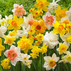 All In Daffodil Mix Narcissus Bulbs Blooms Species Growing Bonsai Roots Rhizomes Corms Tubers Potted Planting Reblooming Fragrant Garden Flower Seeds Plant