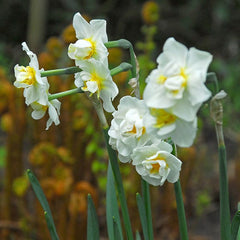 Cheerfulness Double Daffodil Narcissus Bulbs Blooms Species Growing Bonsai Roots Rhizomes Corms Tubers Potted Planting Reblooming Fragrant Garden Flower Seeds Plant