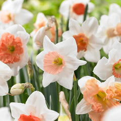 Pink Large Cupped Daffodil Mix Narcissus Bulbs Blooms Species Growing Bonsai Roots Rhizomes Corms Tubers Potted Planting Reblooming Fragrant Garden Flower Seeds Plant