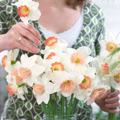 Pink Large Cupped Daffodil Mix Narcissus Bulbs Blooms Species Growing Bonsai Roots Rhizomes Corms Tubers Potted Planting Reblooming Fragrant Garden Flower Seeds Plant
