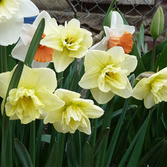 Dancing Moonlight Double Daffodil Mixture Narcissus Bulbs Blooms Species Growing Bonsai Roots Rhizomes Corms Tubers Potted Planting Reblooming Fragrant Garden Flower Seeds Plant