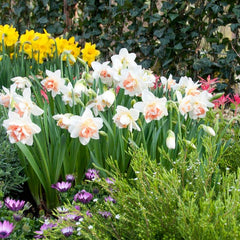 Delnashaugh Double Daffodil Narcissus Bulbs Blooms Species Growing Bonsai Roots Rhizomes Corms Tubers Potted Planting Reblooming Fragrant Garden Flower Seeds Plant - Seedsplant