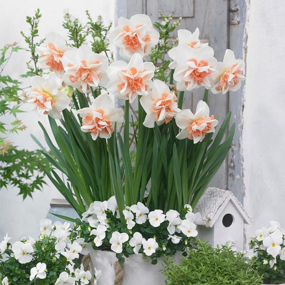 Delnashaugh Double Daffodil Narcissus Bulbs Blooms Species Growing Bonsai Roots Rhizomes Corms Tubers Potted Planting Reblooming Fragrant Garden Flower Seeds Plant
