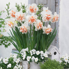 Delnashaugh Double Daffodil Narcissus Bulbs Blooms Species Growing Bonsai Roots Rhizomes Corms Tubers Potted Planting Reblooming Fragrant Garden Flower Seeds Plant - Seedsplant