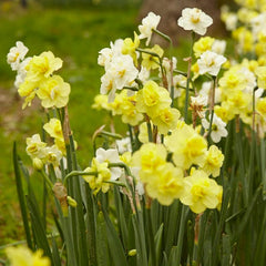 Yellow Cheerfulness Double Daffodil Narcissus Bulbs Blooms Species Growing Bonsai Roots Rhizomes Corms Tubers Potted Planting Reblooming Fragrant Garden Flower Seeds Plant