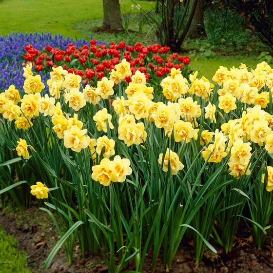 Tahiti Double Daffodil Narcissus Bulbs Blooms Species Growing Bonsai Roots Rhizomes Corms Tubers Potted Planting Reblooming Fragrant Garden Flower Seeds Plant