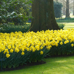 Dutch Master Trumpet Daffodil Narcissus Bulbs Blooms Species Growing Bonsai Roots Rhizomes Corms Tubers Potted Planting Reblooming Fragrant Garden Flower Seeds Plant