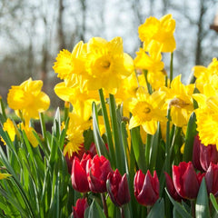 Dutch Master Trumpet Daffodil Narcissus Bulbs Blooms Species Growing Bonsai Roots Rhizomes Corms Tubers Potted Planting Reblooming Fragrant Garden Flower Seeds Plant