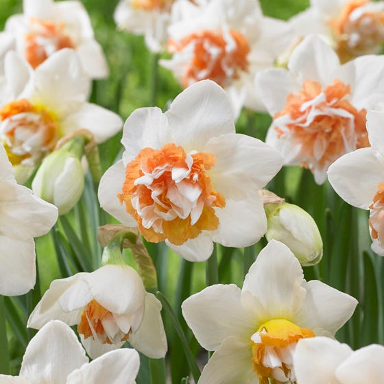 Extravaganza Double Daffodil Narcissus Bulbs Blooms Species Growing Bonsai Roots Rhizomes Corms Tubers Potted Planting Reblooming Fragrant Garden Flower Seeds Plant