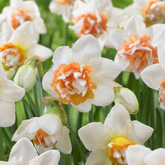 Extravaganza Double Daffodil Narcissus Bulbs Blooms Species Growing Bonsai Roots Rhizomes Corms Tubers Potted Planting Reblooming Fragrant Garden Flower Seeds Plant