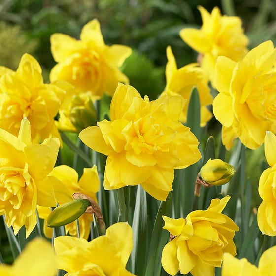Golden Ducat Double Daffodil Narcissus Bulbs Blooms Species Growing Bonsai Roots Rhizomes Corms Tubers Potted Planting Reblooming Fragrant Garden Flower Seeds Plant