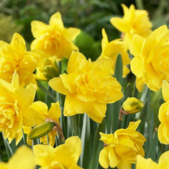 Golden Ducat Double Daffodil Narcissus Bulbs Blooms Species Growing Bonsai Roots Rhizomes Corms Tubers Potted Planting Reblooming Fragrant Garden Flower Seeds Plant
