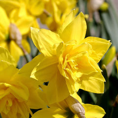 Golden Ducat Double Daffodil Narcissus Bulbs Blooms Species Growing Bonsai Roots Rhizomes Corms Tubers Potted Planting Reblooming Fragrant Garden Flower Seeds Plant