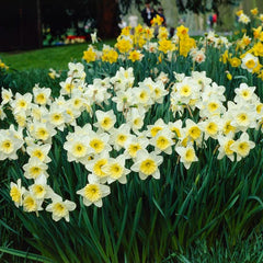 Ice Follies Large Cupped Daffodil Narcissus Bulbs Blooms Species Growing Bonsai Roots Rhizomes Corms Tubers Potted Planting Reblooming Fragrant Garden Flower Seeds Plant