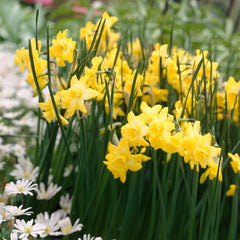 Hillstar Daffodil Narcissus Bulbs Blooms Species Growing Bonsai Roots Rhizomes Corms Tubers Potted Planting Reblooming Fragrant Garden Flower Seeds Plant