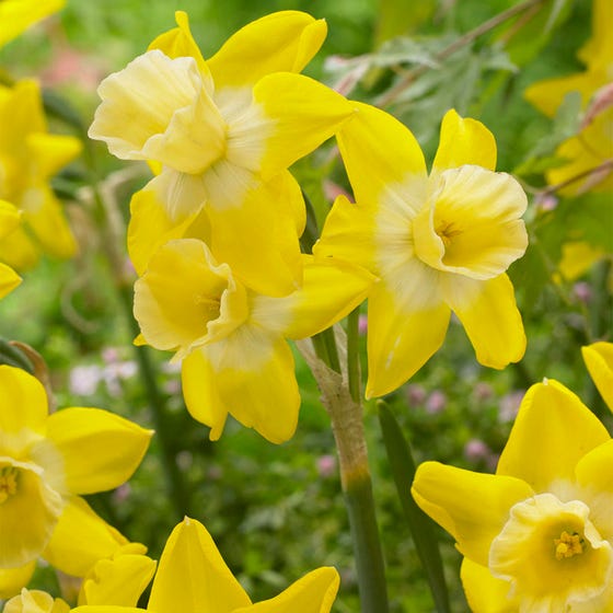 Hillstar Daffodil Narcissus Bulbs Blooms Species Growing Bonsai Roots Rhizomes Corms Tubers Potted Planting Reblooming Fragrant Garden Flower Seeds Plant
