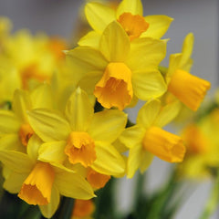 Jetfire Miniature Daffodil Narcissus Bulbs Blooms Species Growing Bonsai Roots Rhizomes Corms Tubers Potted Planting Reblooming Fragrant Garden Flower Seeds Plant - Seedsplant