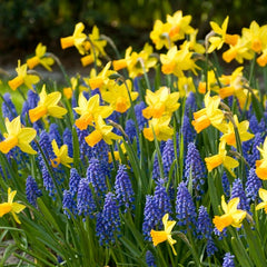 Jetfire Miniature Daffodil Narcissus Bulbs Blooms Species Growing Bonsai Roots Rhizomes Corms Tubers Potted Planting Reblooming Fragrant Garden Flower Seeds Plant - Seedsplant