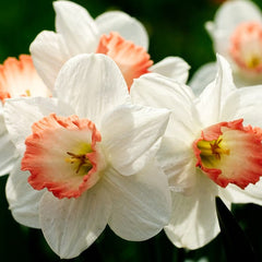 Pink Charm Large Cupped Daffodil Narcissus Bulbs Blooms Species Growing Bonsai Roots Rhizomes Corms Tubers Potted Planting Reblooming Fragrant Garden Flower Seeds Plant - Seedsplant