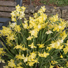Pipit Daffodil Mixture Narcissus Bulbs Blooms Species Growing Bonsai Roots Rhizomes Corms Tubers Potted Planting Reblooming Fragrant Garden Flower Seeds Plant