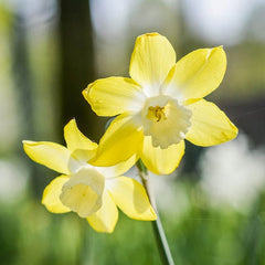 Pipit Daffodil Mixture Narcissus Bulbs Blooms Species Growing Bonsai Roots Rhizomes Corms Tubers Potted Planting Reblooming Fragrant Garden Flower Seeds Plant