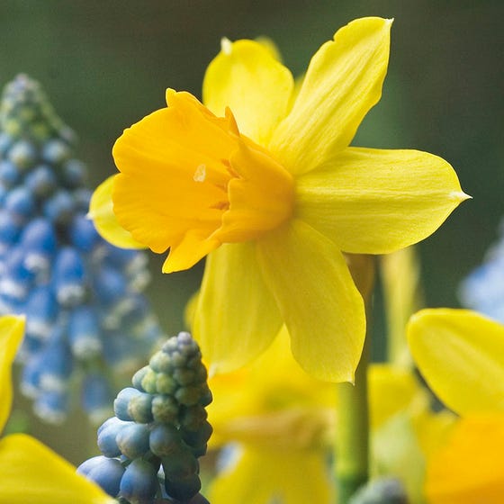 Tete-a-Tete Miniature Daffodil Narcissus Bulbs Blooms Species Growing Bonsai Roots Rhizomes Corms Tubers Potted Planting Reblooming Fragrant Garden Flower Seeds Plant