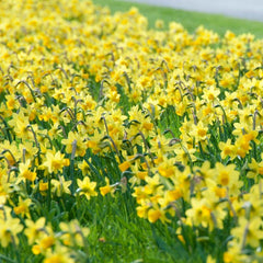 Tete-a-Tete Miniature Daffodil Narcissus Bulbs Blooms Species Growing Bonsai Roots Rhizomes Corms Tubers Potted Planting Reblooming Fragrant Garden Flower Seeds Plant