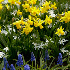 Tete-a-Tete Miniature Daffodil Narcissus Bulbs Blooms Species Growing Bonsai Roots Rhizomes Corms Tubers Potted Planting Reblooming Fragrant Garden Flower Seeds Plant