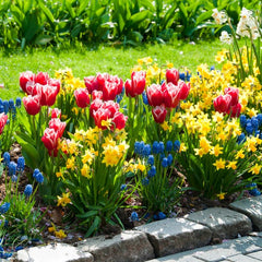 Tete-a-Tete Miniature Daffodil Narcissus Bulbs Blooms Species Growing Bonsai Roots Rhizomes Corms Tubers Potted Planting Reblooming Fragrant Garden Flower Seeds Plant