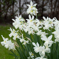 Blushing Daffodil Narcissus Bulbs Blooms Species Growing Bonsai Roots Rhizomes Corms Tubers Potted Planting Reblooming Fragrant Garden Flower Seeds Plant