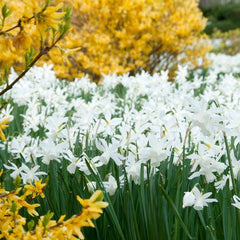 Thalia Daffodil Narcissus Bulbs Blooms Species Growing Bonsai Roots Rhizomes Corms Tubers Potted Planting Reblooming Fragrant Garden Flower Seeds Plant