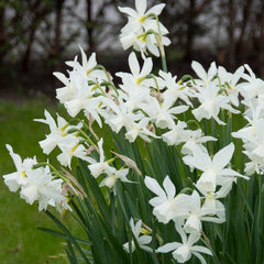 Thalia Daffodil Narcissus Bulbs Blooms Species Growing Bonsai Roots Rhizomes Corms Tubers Potted Planting Reblooming Fragrant Garden Flower Seeds Plant