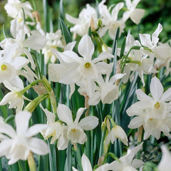 Thalia Daffodil Narcissus Bulbs Blooms Species Growing Bonsai Roots Rhizomes Corms Tubers Potted Planting Reblooming Fragrant Garden Flower Seeds Plant