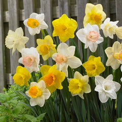 Trumpet Daffodil Mix Narcissus Bulbs Blooms Species Growing Bonsai Roots Rhizomes Corms Tubers Potted Planting Reblooming Fragrant Garden Flower Seeds Plant