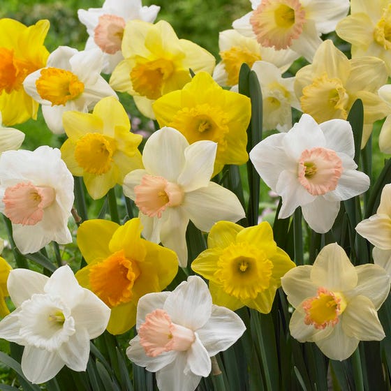Trumpet Daffodil Mix Narcissus Bulbs Blooms Species Growing Bonsai Roots Rhizomes Corms Tubers Potted Planting Reblooming Fragrant Garden Flower Seeds Plant