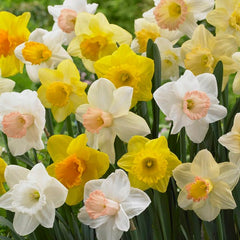 Trumpet Daffodil Mix Narcissus Bulbs Blooms Species Growing Bonsai Roots Rhizomes Corms Tubers Potted Planting Reblooming Fragrant Garden Flower Seeds Plant