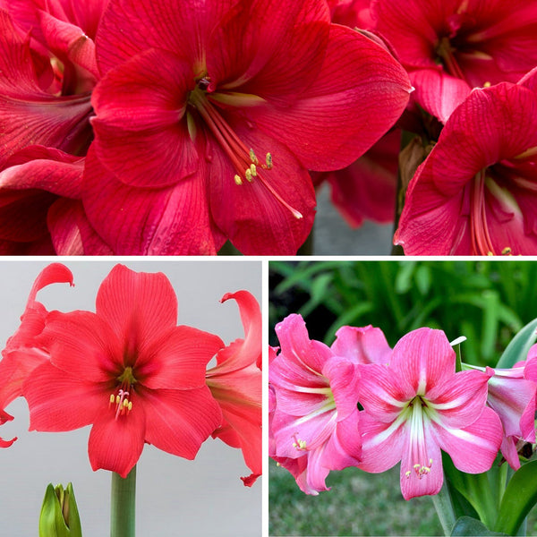 Pink Ladies Collection Amaryllis Hippeastrum Blooms Species Growing Bonsai Bulbs Roots Rhizomes Corms Tubers Potted Planting Reblooming Fragrant Garden Flower Seeds Plant  Size 12-16cm
