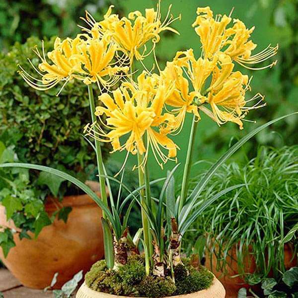 growing spider lilies Golden Lycoris Spider Lilies Bulbs Radiata Hurricane Lily Cluster Amayllis Growing Bonsai Roots Rhizomes Corms Tubers Potted Planting Reblooming Fragrant Garden Species Blooms Flower Seeds Plant Gardening