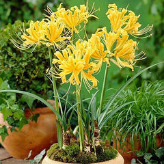 Golden Lycoris Spider Lilies Bulbs Radiata Hurricane Lily Cluster Amayllis Growing Bonsai Roots Rhizomes Corms Tubers Potted Planting Reblooming Fragrant Garden Species Blooms Flower Seeds Plant Gardening
