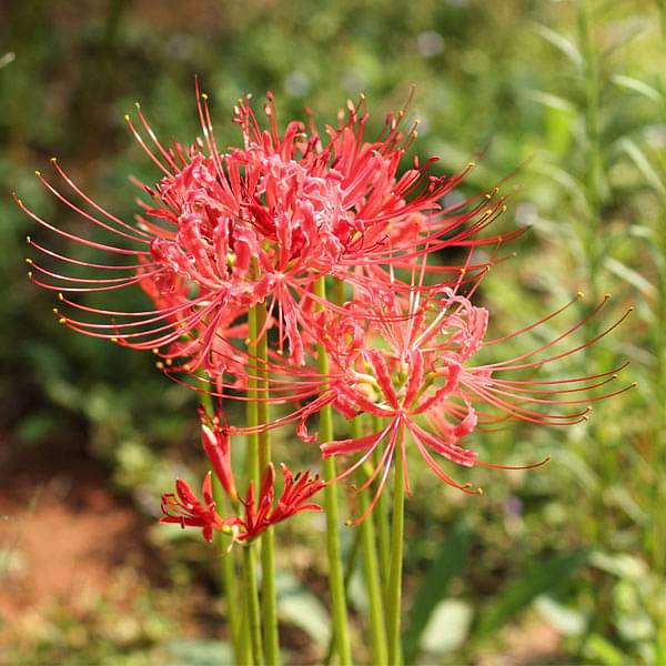 Lovely Lycoris Spider Lilies Bulbs Radiata Hurricane Lily Cluster Amayllis Growing Bonsai Roots Rhizomes Corms Tubers Potted Planting Reblooming Fragrant Garden Species Blooms Flower Seeds Plant Gardening