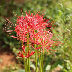 Lovely Lycoris Spider Lilies Bulbs Radiata Hurricane Lily Cluster Amayllis Growing Bonsai Roots Rhizomes Corms Tubers Potted Planting Reblooming Fragrant Garden Species Blooms Flower Seeds Plant Gardening