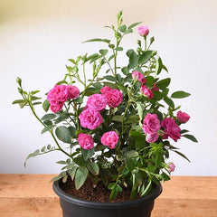 button rose seeds Button Rose Plant Seedlings Flower Seeds Perennial Growing Bonsai Corms Tubers Potted Planting Reblooming Fragrant Garden Roots Rhizomes Species Blooms Bulbs Gardening Tree