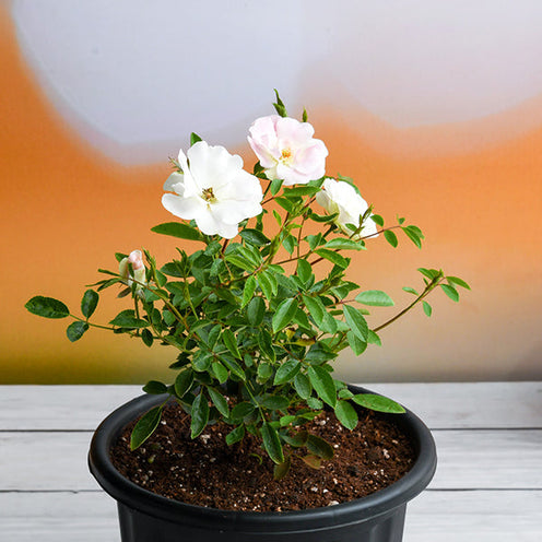 Button White Rose Seedlings Flower Seeds Perennial Growing Bonsai Corms Tubers Potted Planting Reblooming Fragrant Garden Roots Rhizomes Species Blooms Plant Bulbs Gardening Tree