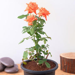 Orange Rose Seedlings Flower Seeds Perennial Growing Bonsai Corms Tubers Potted Planting Reblooming Fragrant Garden Roots Rhizomes Species Blooms Plant Bulbs Gardening Tree