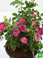 button rose seeds Button Rose Plant Seedlings Flower Seeds Perennial Growing Bonsai Corms Tubers Potted Planting Reblooming Fragrant Garden Roots Rhizomes Species Blooms Bulbs Gardening Tree