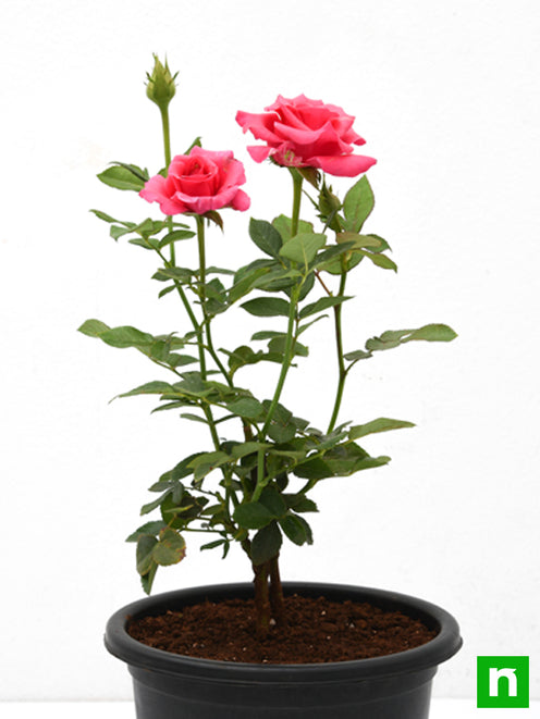 Pink Rose Seedlings Flower Seeds Perennial Growing Bonsai Corms Tubers Potted Planting Reblooming Fragrant Garden Roots Rhizomes Species Blooms Plant Bulbs Gardening Tree